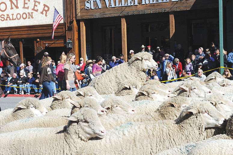sheep parade